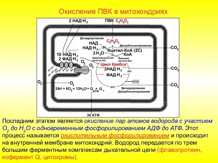 Окисление ПВК в митохондриях Последним этапом является окисление пар атомов