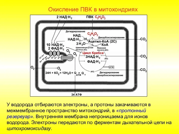 Окисление ПВК в митохондриях У водорода отбираются электроны, а протоны