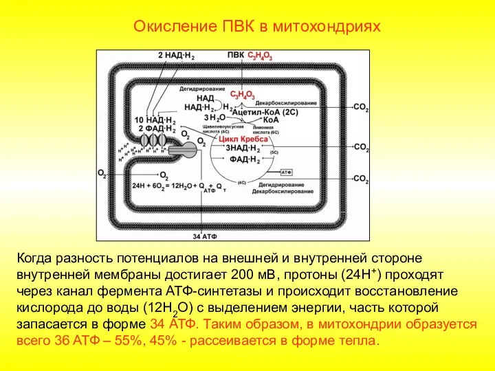 Окисление ПВК в митохондриях Когда разность потенциалов на внешней и