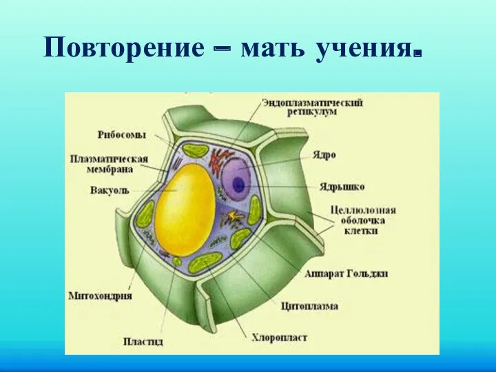 Повторение – мать учения.