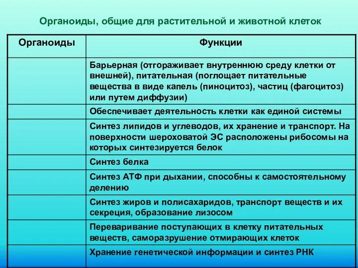 Органоиды, общие для растительной и животной клеток