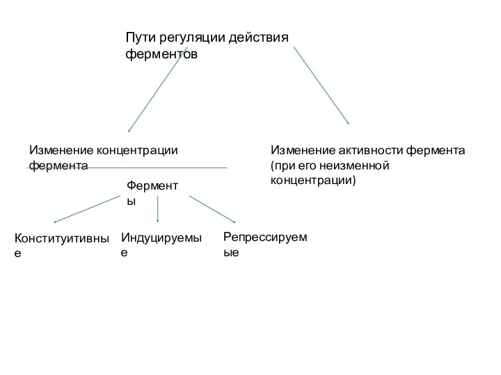 Пути регуляции действия ферментов Изменение концентрации фермента Изменение активности фермента