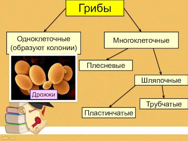 Грибы Одноклеточные (образуют колонии) Многоклеточные Дрожжи Плесневые Шляпочные Пластинчатые Трубчатые