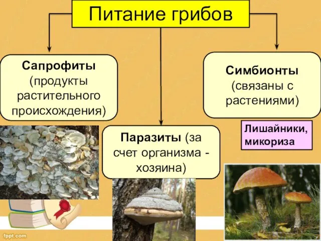 Питание грибов Сапрофиты (продукты растительного происхождения) Паразиты (за счет организма