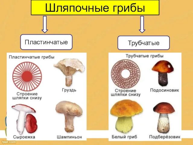 Шляпочные грибы Пластинчатые Трубчатые