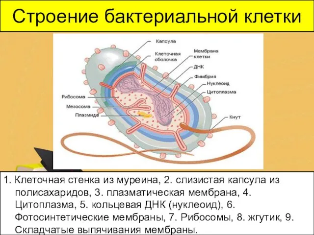 Строение бактериальной клетки 1. Клеточная стенка из муреина, 2. слизистая