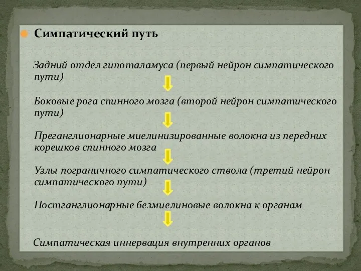 Симпатический путь Задний отдел гипоталамуса (первый нейрон симпатического пути) Боковые рога спинного мозга