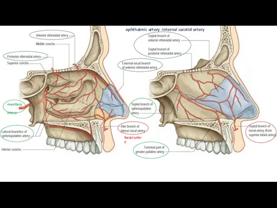 ophthalmic artery -internal carotid artery maxillary artery facial artery