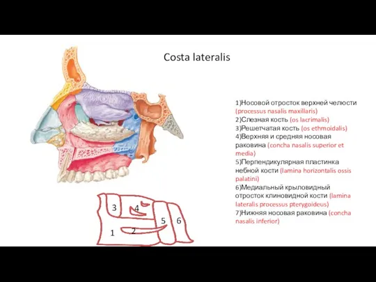 Costa lateralis 1)Носовой отросток верхней челюсти (processus nasalis maxillaris) 2)Слезная