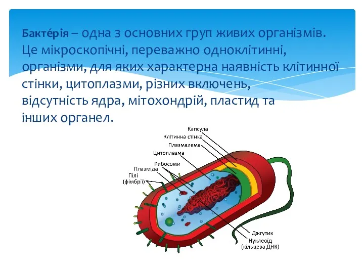 Бакте́рія – одна з основних груп живих організмів. Це мікроскопічні,