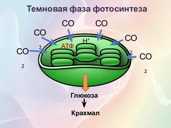 Темновая фаза фотосинтеза