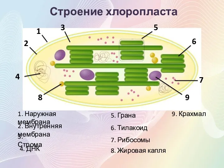 4 1 2 5 6 9 8 7 3 Строение