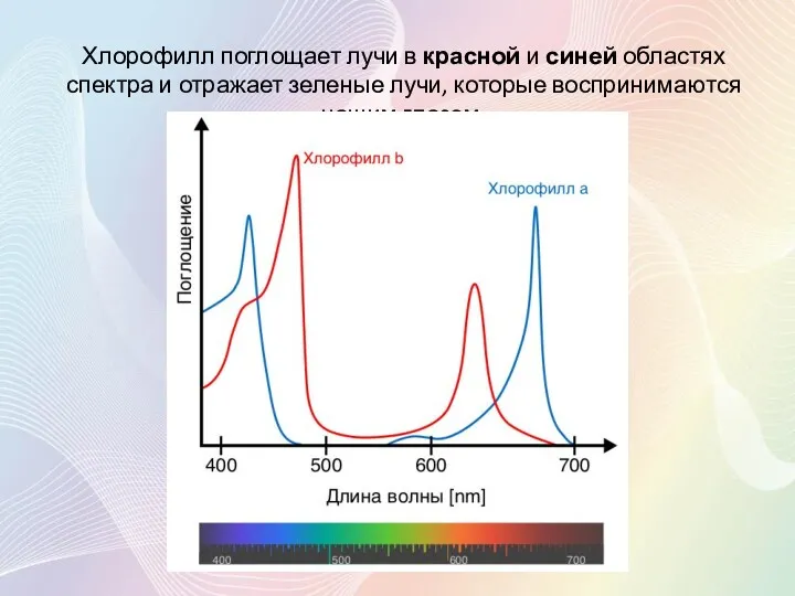 Хлорофилл поглощает лучи в красной и синей областях спектра и