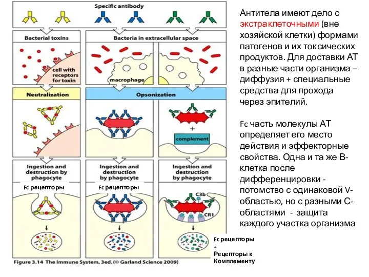 Антитела имеют дело с экстраклеточными (вне хозяйской клетки) формами патогенов