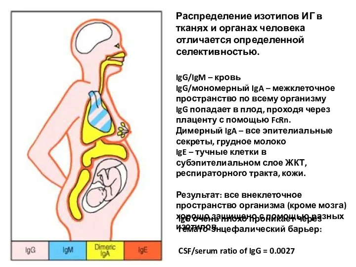 Распределение изотипов ИГ в тканях и органах человека отличается определенной