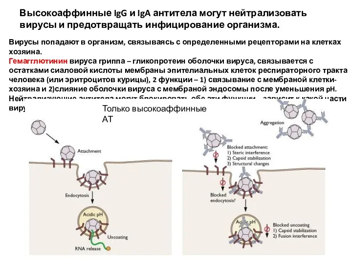 Высокоаффинные IgG и IgA антитела могут нейтрализовать вирусы и предотвращать