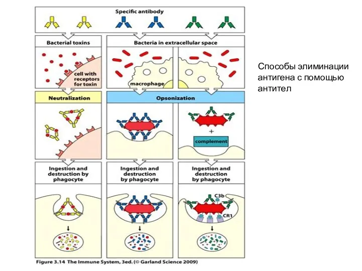 Способы элиминации антигена с помощью антител