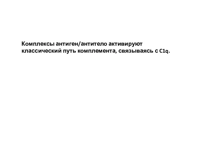 Комплексы антиген/антитело активируют классический путь комплемента, связываясь с C1q.