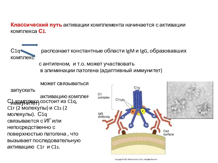 Классический путь активации комплемента начинается с активации комплекса С1. С1q
