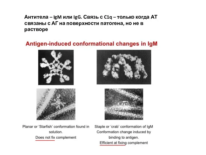 Антитела – IgM или IgG. Связь с C1q – только