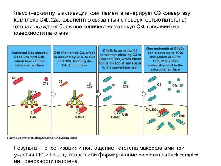 Классический путь активации комплемента генерирует С3 конвертазу (комплекс С4b,C2a, ковалентно