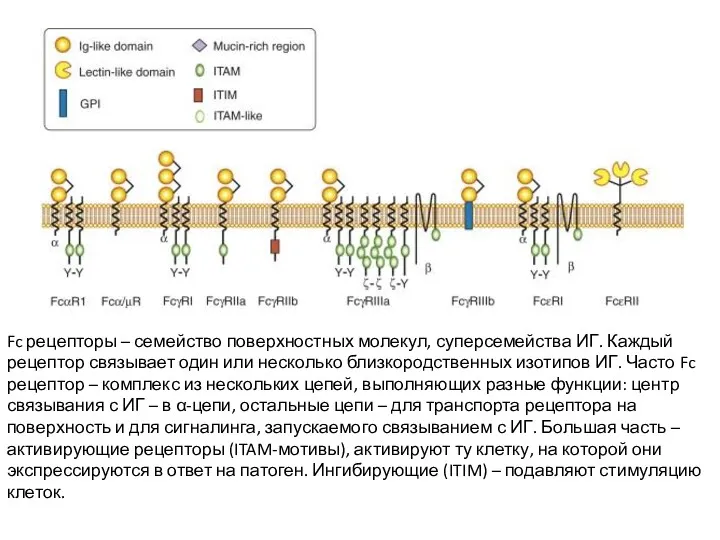 Fc рецепторы – семейство поверхностных молекул, суперсемейства ИГ. Каждый рецептор
