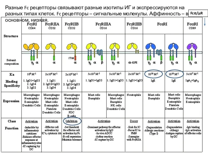 Разные Fc рецепторы связывают разные изотипы ИГ и экспрессируются на