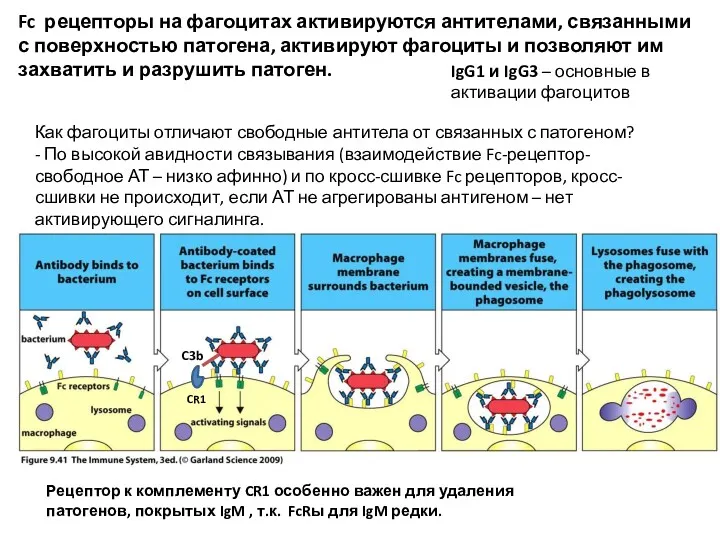 Fc рецепторы на фагоцитах активируются антителами, связанными с поверхностью патогена,