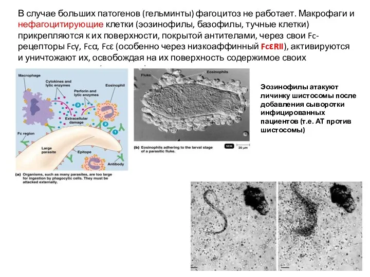 В случае больших патогенов (гельминты) фагоцитоз не работает. Макрофаги и