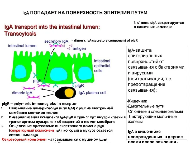 IgA ПОПАДАЕТ НА ПОВЕРХНОСТЬ ЭПИТЕЛИЯ ПУТЕМ ТРАНСЦИТОЗА = dimeric IgA+secretory