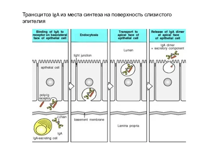 Трансцитоз IgA из места синтеза на поверхность слизистого эпителия