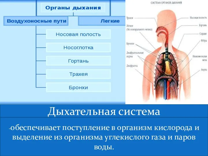 Дыхательная система -обеспечивает поступление в организм кислорода и выделение из организма углекислого газа и паров воды.