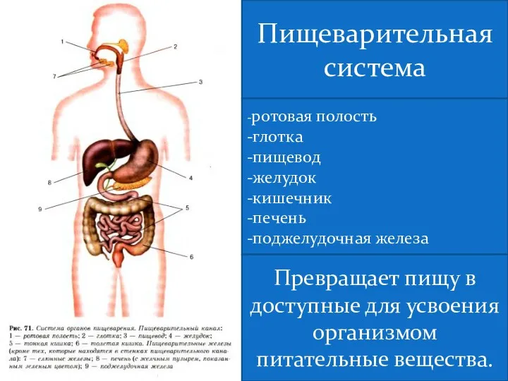 Пищеварительная система -ротовая полость -глотка -пищевод -желудок -кишечник -печень -поджелудочная