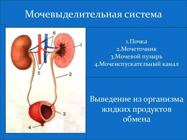 Мочевыделительная система 1.Почка 2.Мочеточник 3.Мочевой пузырь 4.Мочеиспускательный канал Выведение из организма жидких продуктов обмена