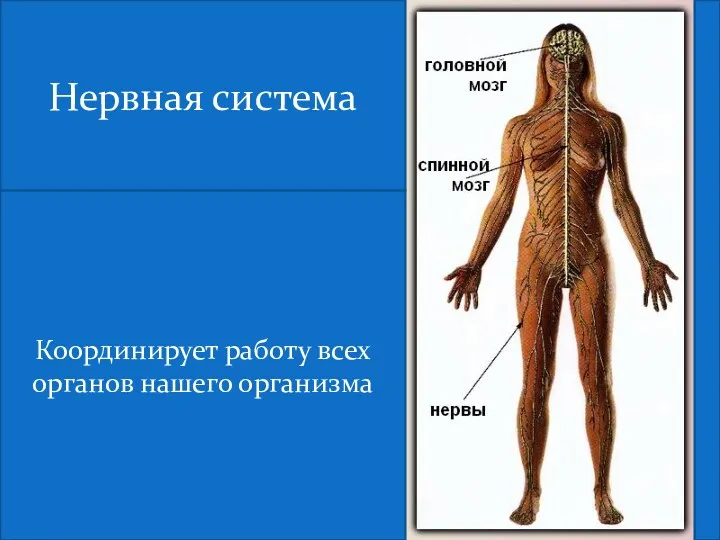 Нервная система Координирует работу всех органов нашего организма