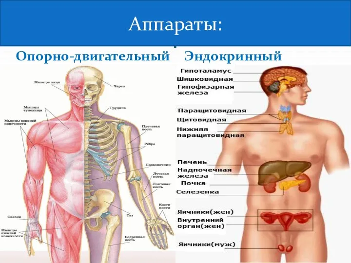 Аппараты: Опорно-двигательный Эндокринный Аппараты: