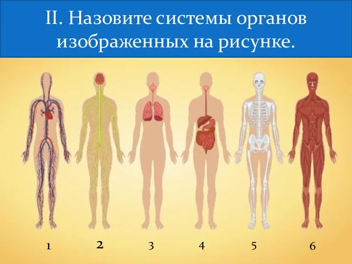 Назовите системы органов человека. 1 2 3 4 5 6