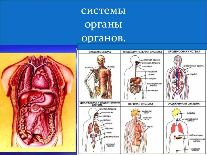 системы органы органов.