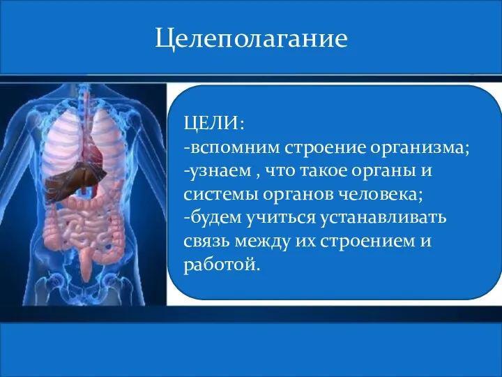 Целеполагание ЦЕЛИ: -вспомним строение организма; -узнаем , что такое органы