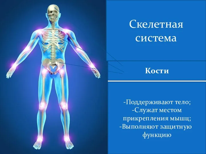 Ске Скелетная система Кости -Поддерживают тело; -Служат местом прикрепления мышц; Выполняют защитную функцию