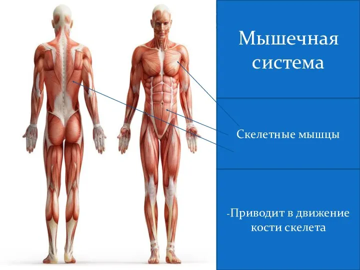 Мышечная система Скелетные мышцы -Приводит в движение кости скелета