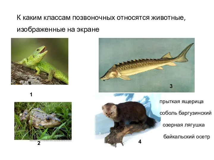 К каким классам позвоночных относятся животные, изображенные на экране озерная