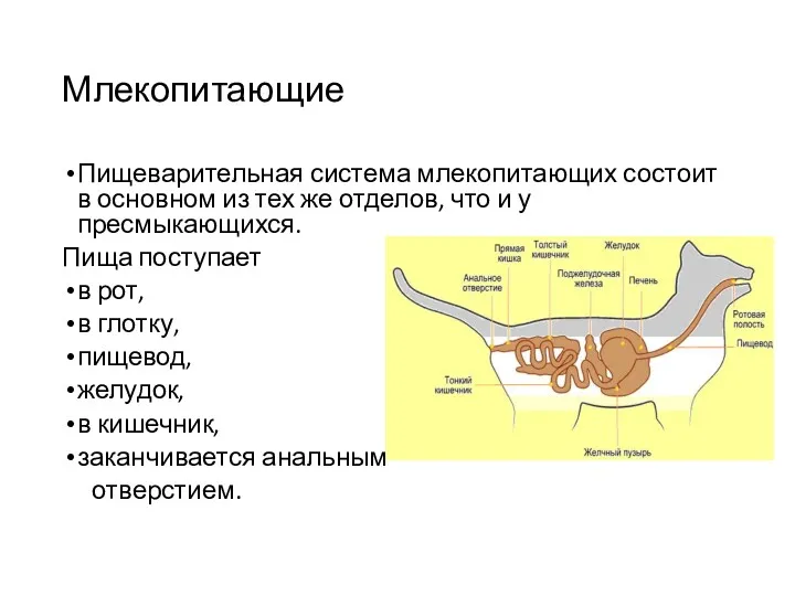 Млекопитающие Пищеварительная система млекопитающих состоит в основном из тех же