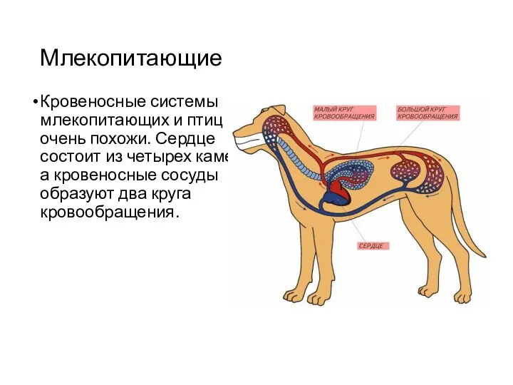 Млекопитающие Кровеносные системы млекопитающих и птиц очень похожи. Сердце состоит