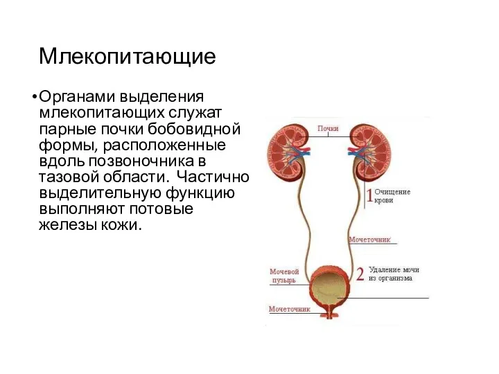 Млекопитающие Органами выделения млекопитающих служат парные почки бобовидной формы, расположенные