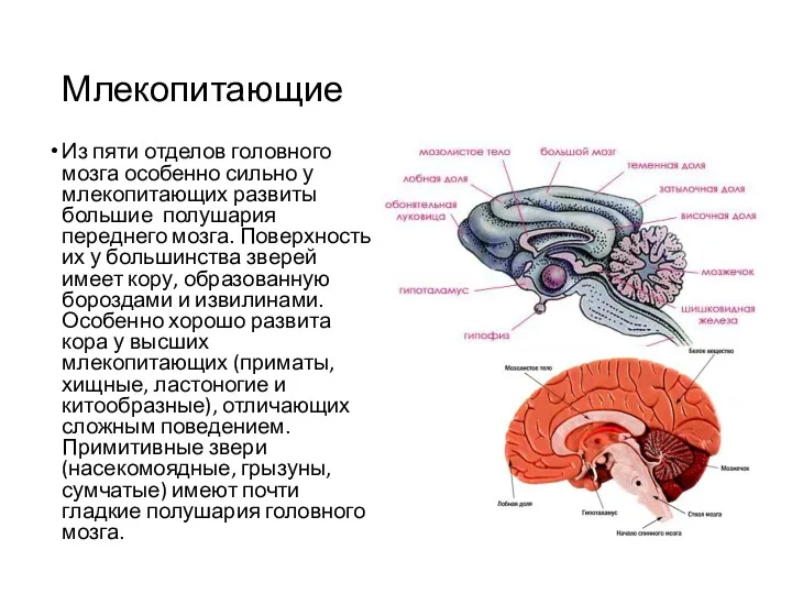 Млекопитающие Из пяти отделов головного мозга особенно сильно у млекопитающих