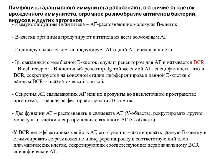 Иммуноглобулины Ig/антитела – АГ-распознающие молекулы В-клеток В-клетки организма продуцируют антитела ко всем возможным