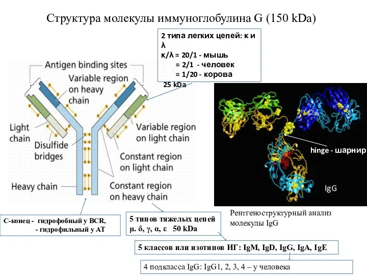 Структура молекулы иммуноглобулина G (150 kDa) С-конец - гидрофобный у BCR, - гидрофильный