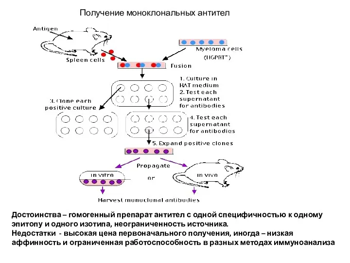 Получение моноклональных антител Достоинства – гомогенный препарат антител с одной специфичностью к одному