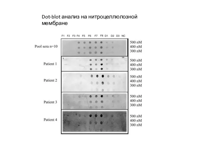 Dot-blot анализ на нитроцеллюлозной мембране